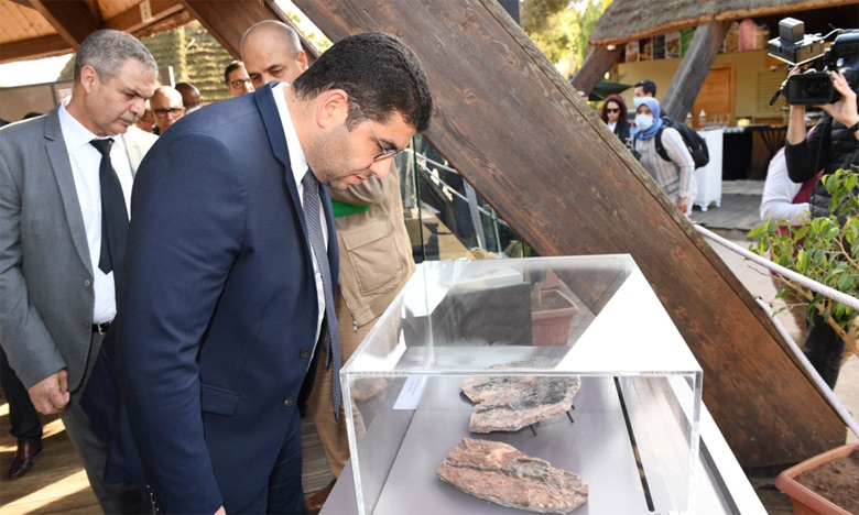 Fosilleşmiş bir timsah kafatasının Rabat Hayvanat Bahçesi'ne geri gönderilmesi